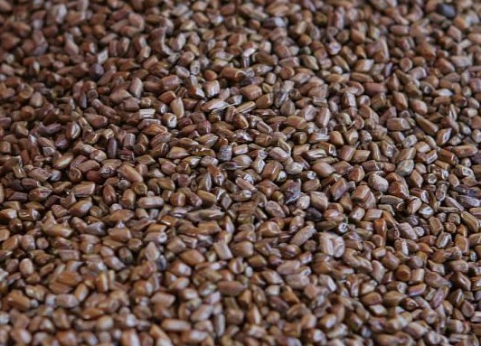 결명자-씨앗-사진입니다.