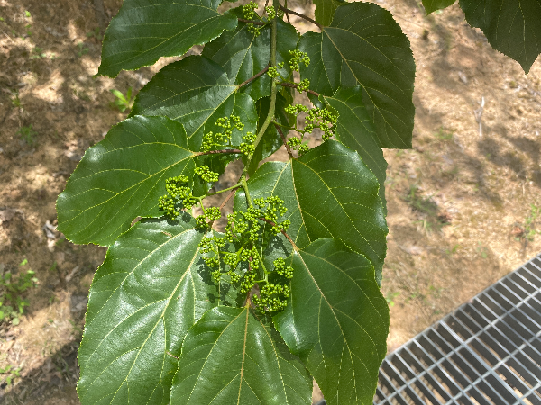 헛개나무 꽃봉오리