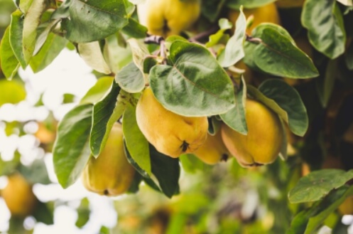 감기에 좋은 음식 BEST 10 모과차