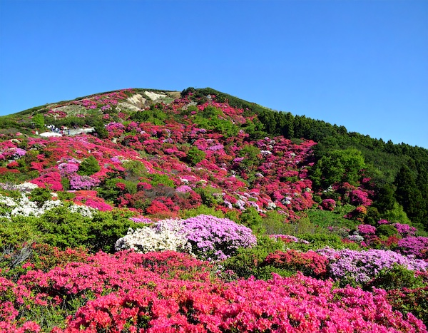 황매산철쭉축제 철쭉군락 능선 트레킹 코스