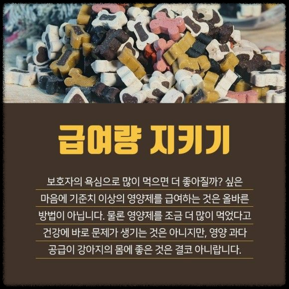 강아지 영양제 종류와 꼭 먹여야 하는 필수 영양제