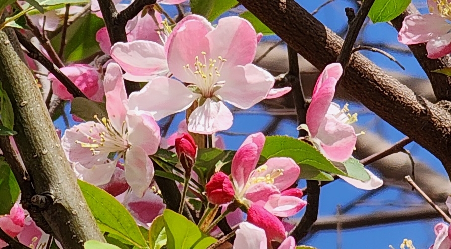 꽃사과 꽃(Malus floribunda)