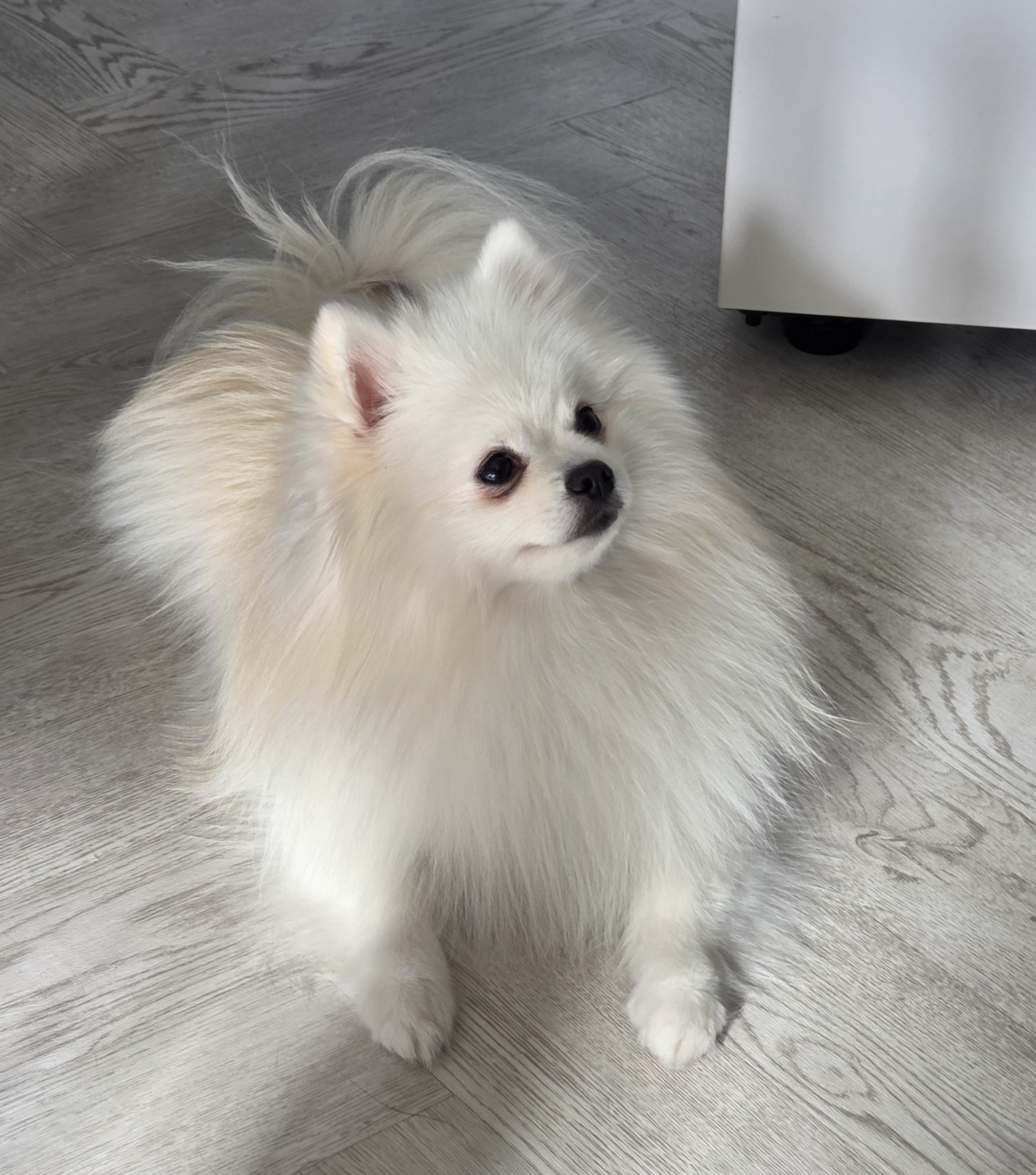 밥 먹기를 기다리는 하콩