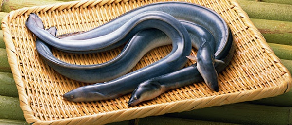 장어 효능