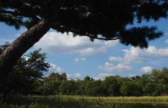 서울벚꽃놀이명소TOP10