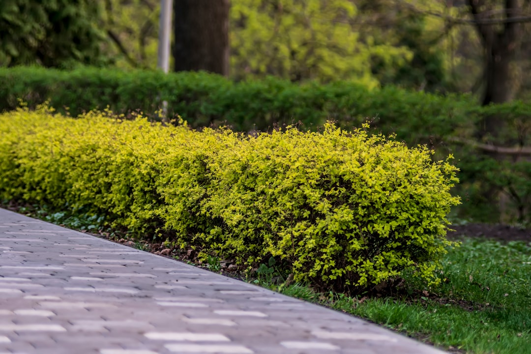 Forsythia