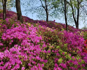 군포 철쭉축제_12