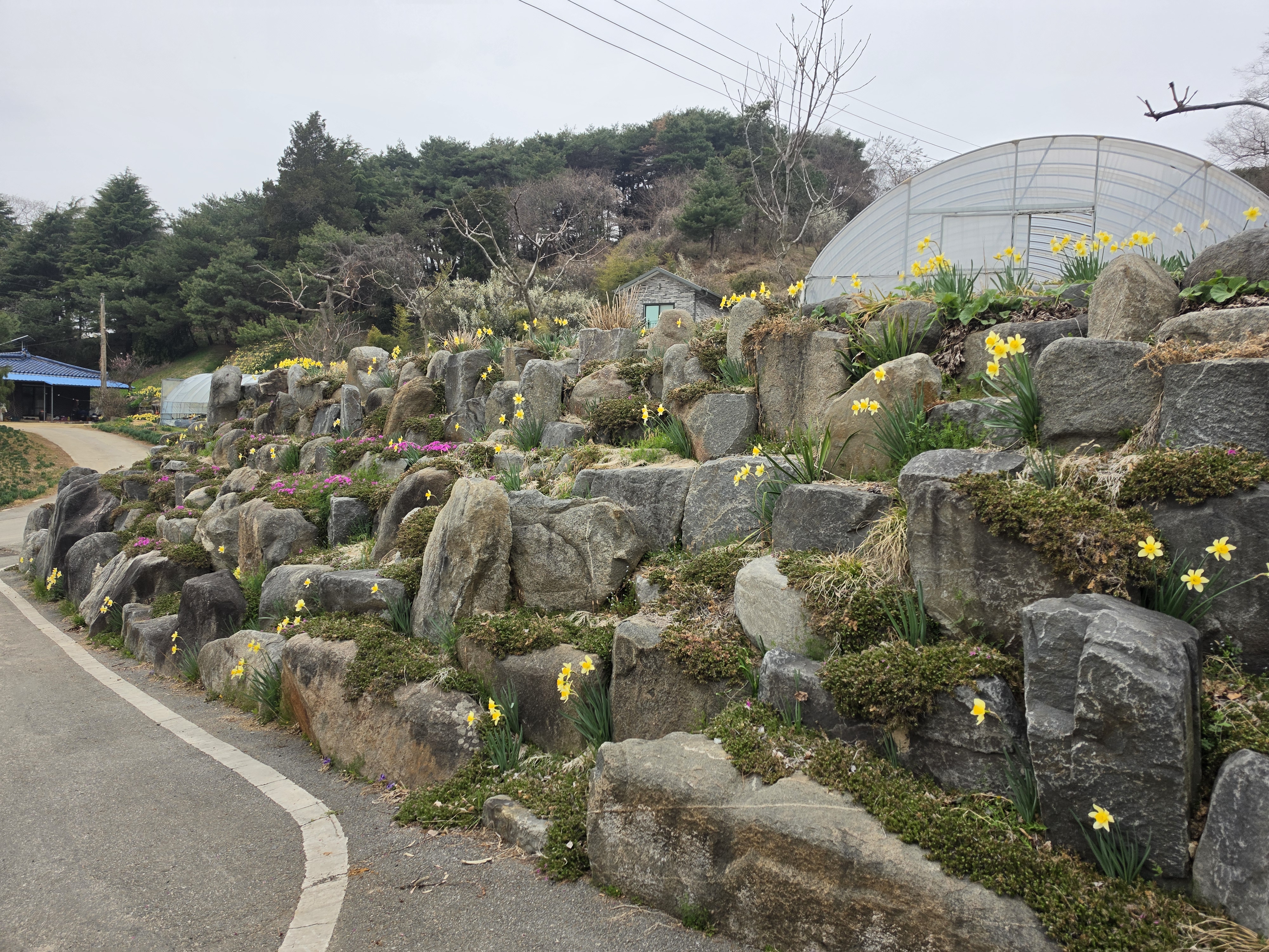 홍성 거북이마을 수선화 명소 수선화축제
