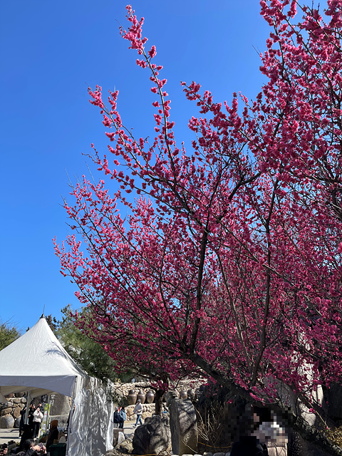 24년 광양 매화 축제 일정 요금 주차