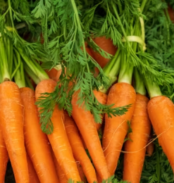 당근 효능 부작용 고르는법 칼로리