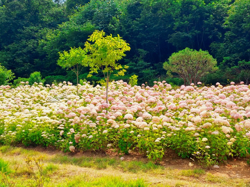 경기도 시흥 산골수목원: 연분홍 수국이 있는 식물원 카페