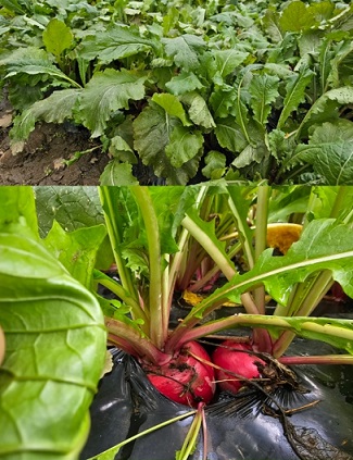 6시내고향-제주-복숭아순무-소담농원