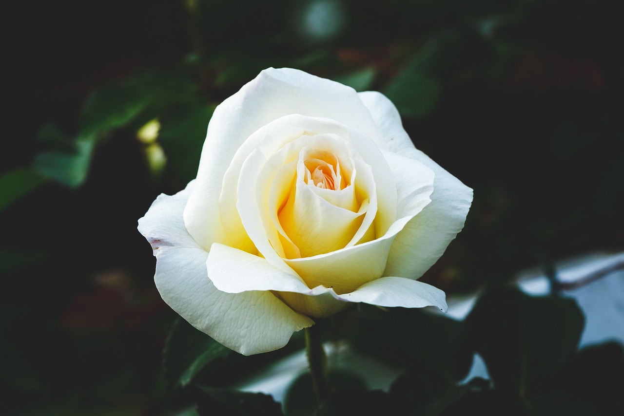 곡성 세계장미축제