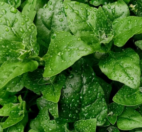 시금치 효능 부작용 고르는법 칼로리