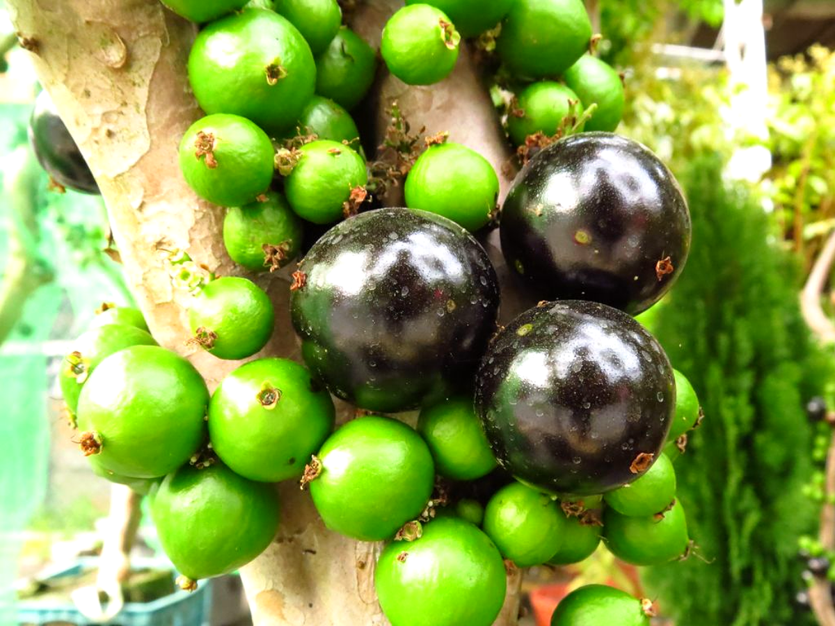 자보티카바 주스(거북이 주스)와 저속노화: 자연이 선물한 안티에이징 슈퍼푸드