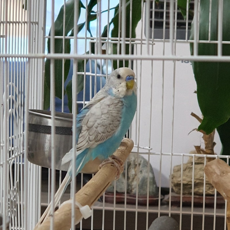 잉꼬새 편안한 관계 만들기