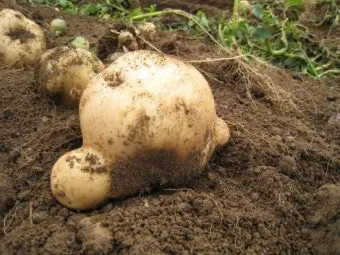 가을감자 심는시기 파종시기와 재배법_9