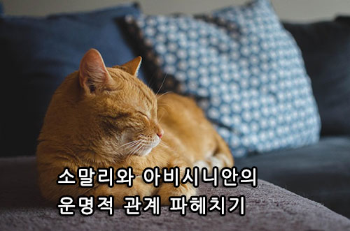 소말리와 아비시니안의 운명적 관계 파헤치기