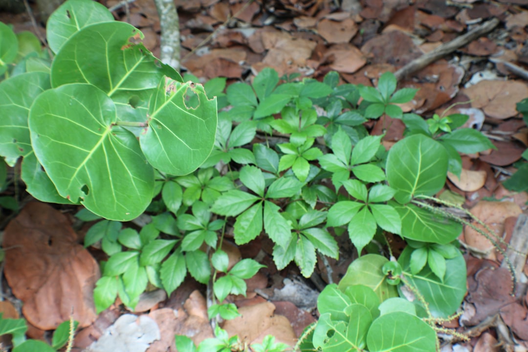 Sea grape