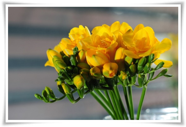 "프리지아" 봄을 알리는 황금빛 향기, 그 매력과 재배의 모든 것!