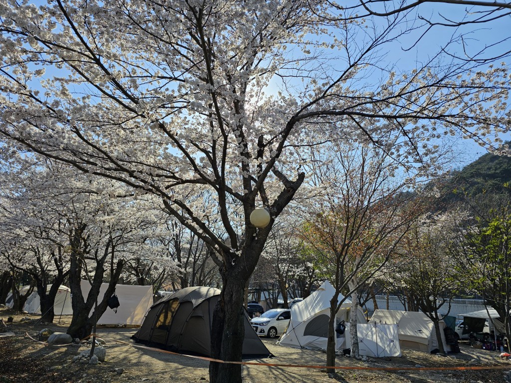 벚꽃 캠핑 풍경