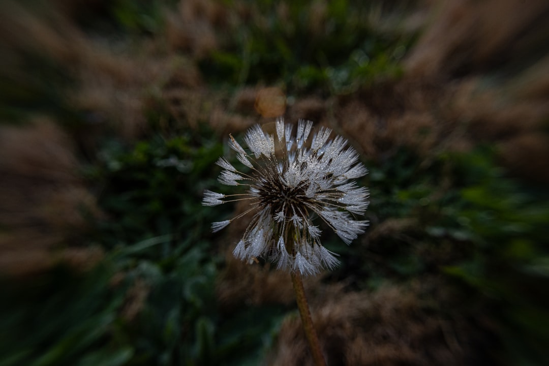 Coherence