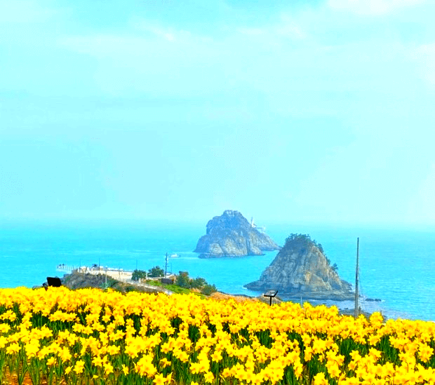 수선화의 노란빛과 바다의 푸른빛 오륙도 해맞이공원