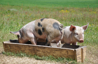 2025년 6월 돼지띠 생년별 운세