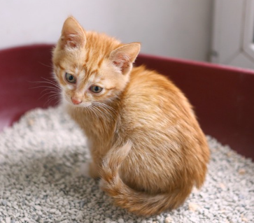 화장실에서 아래를 보고 있는 아기 고양이.
