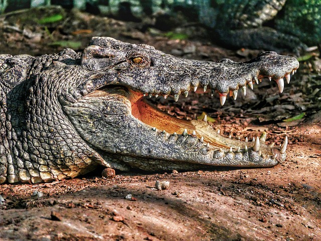 공룡 시대부터 살아남은 ‘살아있는 화석’ 동물