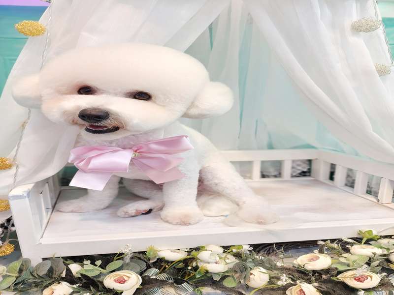 2. 메리몰펫샵 본점 소개