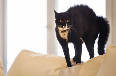 고양이의 몸짓에서 감정을 이해하기 위한 이미지