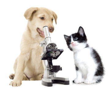 현미경과 개와 고양이.