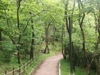 우리 주변 공원에서 흔히 볼수 있는 산책로, 주변에 소나무가 무성하게 심겨져 있다.