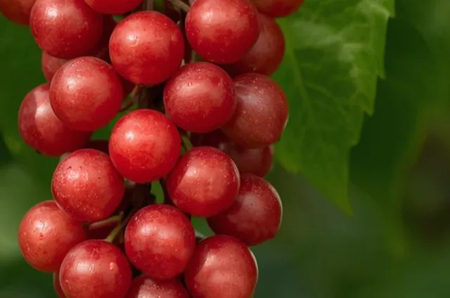 오미자 자연 면역력 강화