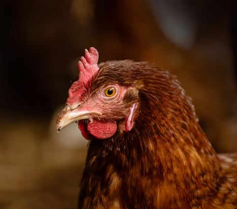 2025년-닭띠-운세