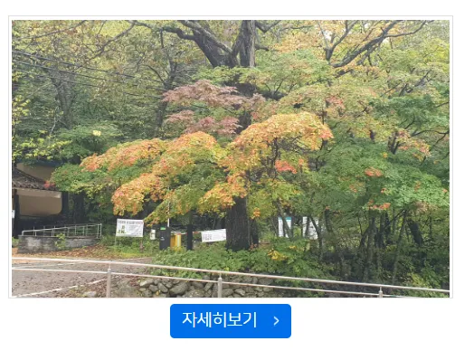 오대산 단풍
