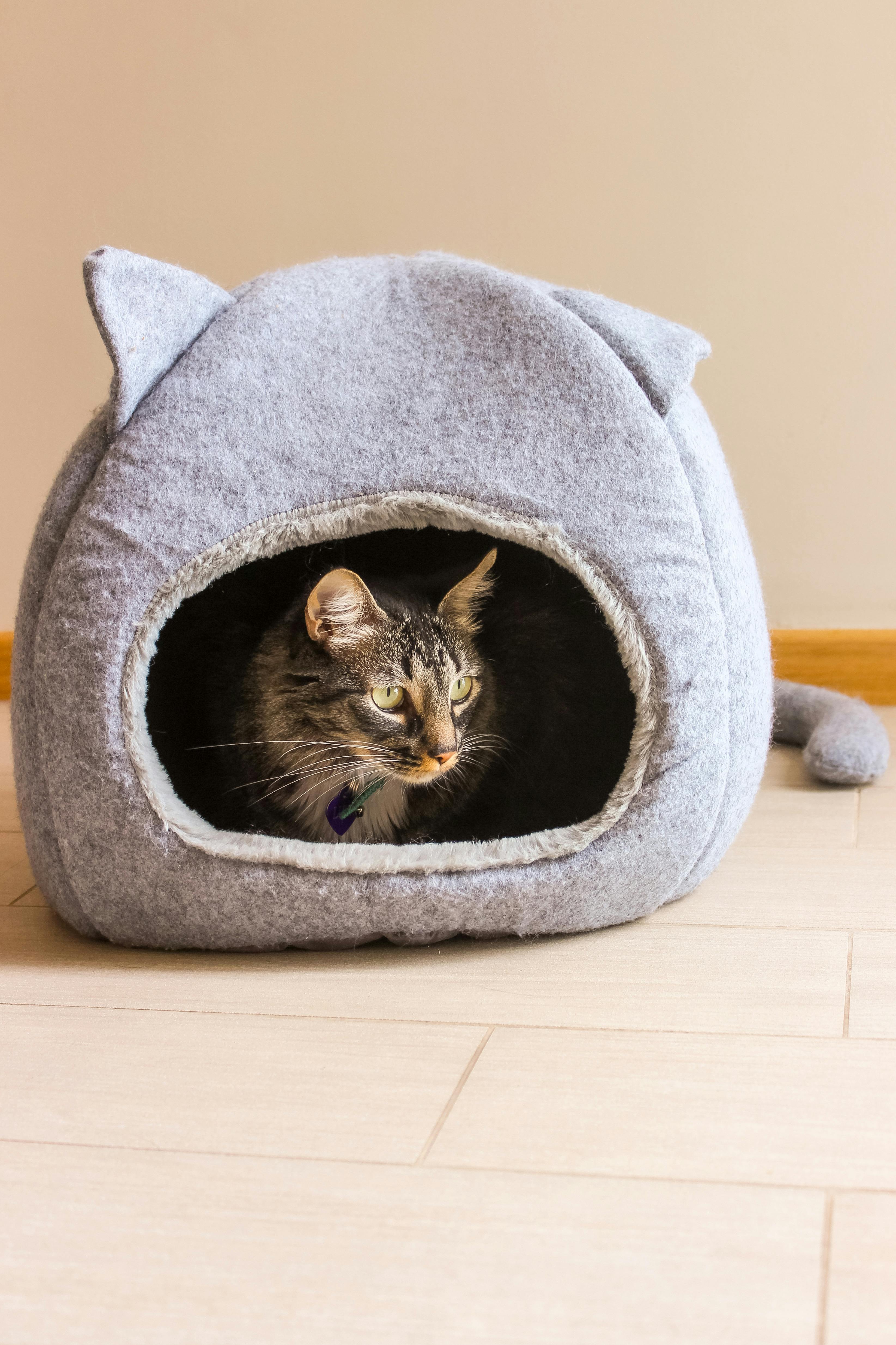 2026 펫보험 시장 구조 완전 분석 │ 보험료 인상 이유부터 유리한 상품까지 한 번에 정리