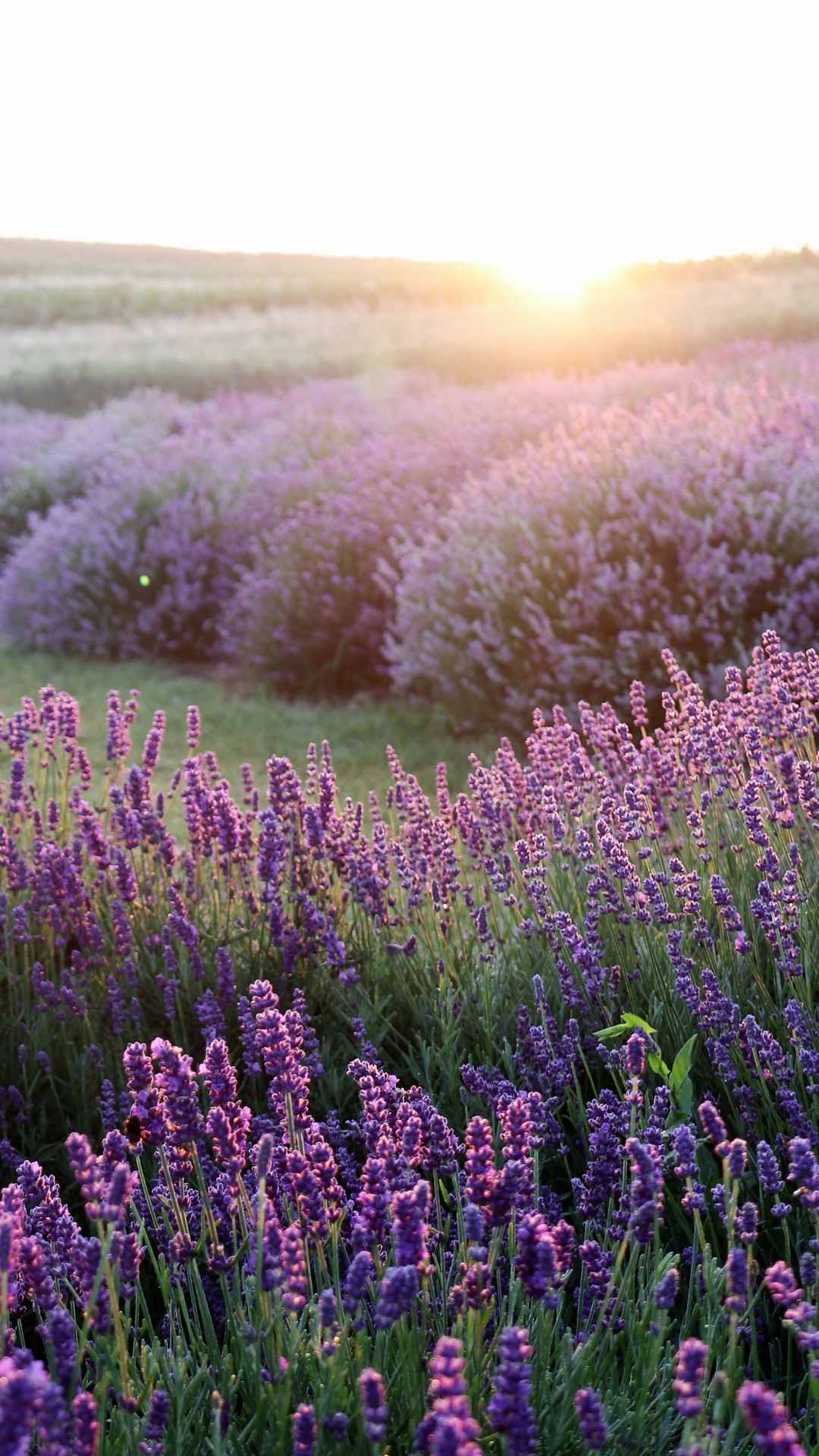 Flower wallpaper