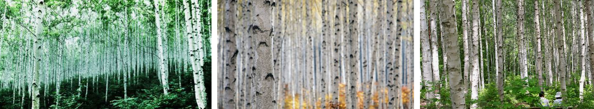 인제 자작나무에서 나오는 피톤치드 모습