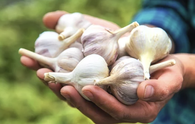 혈액 순환 개선 효과가 있는 마늘