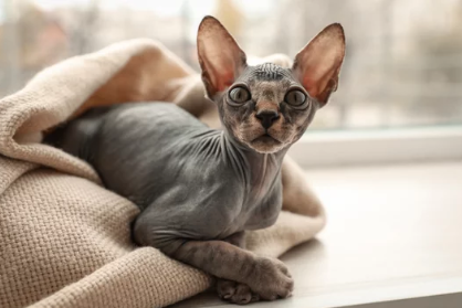 스핑크스 고양이/출처:어도비스톡