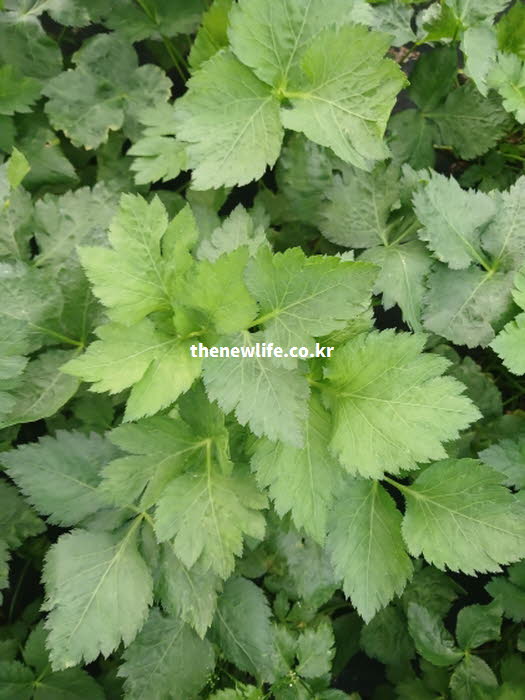 참나물 효능의 혈관 보호에 도움을 주는 베타카로틴이 풍부한 참나물 실사진