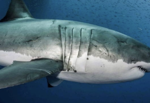 스쿠알렌, 얼마나 먹어야 할까? 제대로 알려드립니다