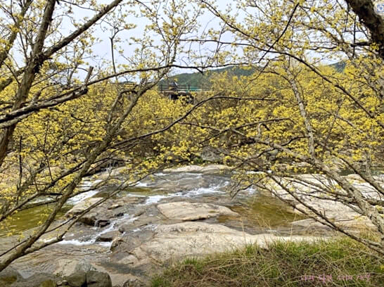 구례산수유마을-가볼만한곳-추천