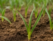 마늘 심는 시기