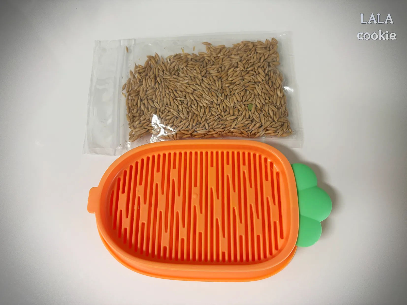 고양이가-좋아하는-풀-귀리-수경재배-후기