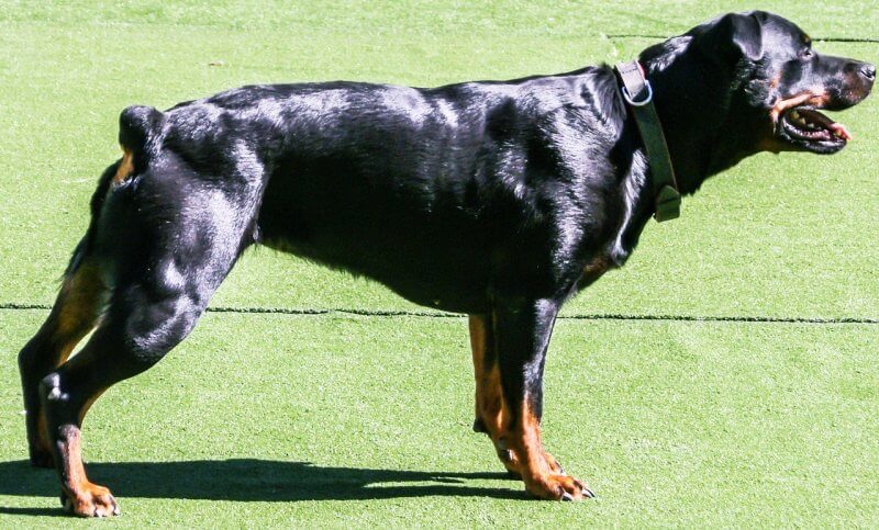 윤기나는-검은색-털의-맹견