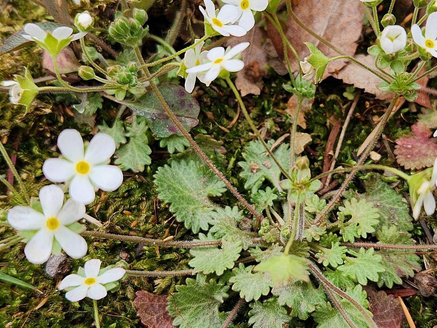 봄맞이(봄맞이꽃)