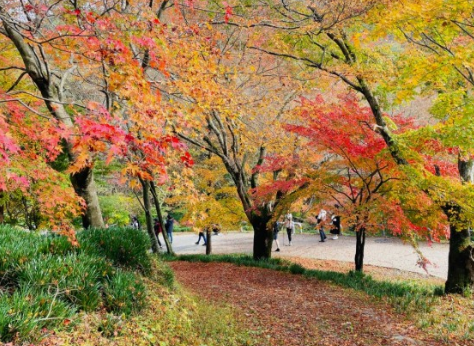 2024 유명한 산 단풍 시기